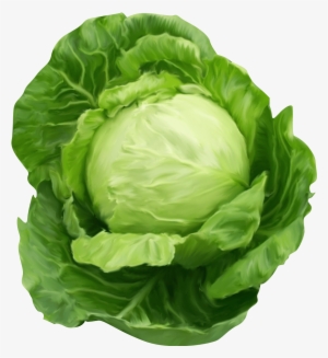 Lettuce Clipart Healthy Food - Cabbage Png Transparent PNG - 1232x1344 - Free Download on - Food Transparent PNG Free Download