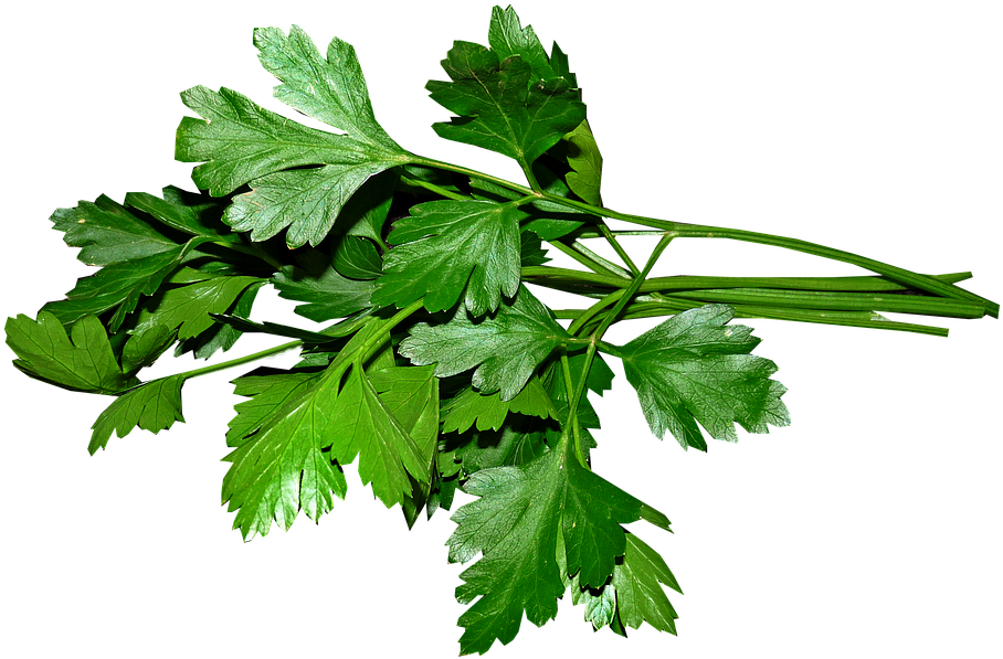 Parsley, Leaves, Cooking, Food, Herbs, Ingredient - Perejil Png Transparent PNG - 960x617 - Free Download on - Food Transparent PNG Free Download