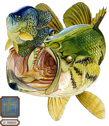 Bass And Bluegill - Guy Harvey Bass Painting Transparent PNG - 360x416 - Free Download on - Food Transparent PNG Free Download