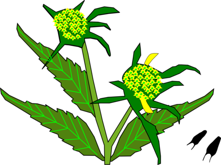 Flowering Plant Plant Stem Leaf Food - Food Transparent PNG - 456x340 - Free Download on - Food Transparent PNG Free Download