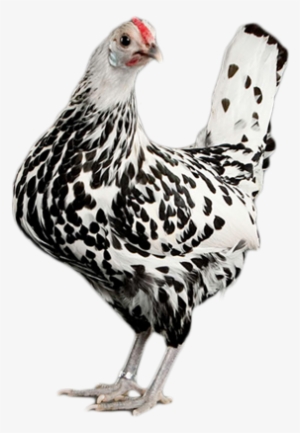 Chicken As Food Transparent PNG - 500x500 - Free Download on - Food Transparent PNG Free Download