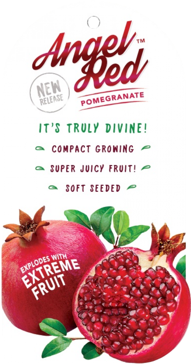 Pomegranate Angel Red - Z Natural Foods Pomegranate Juice Powder - Organic Transparent PNG - 1200x1200 - Free Download on - Food Transparent PNG Free Download