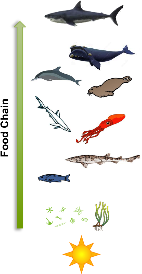 Basic Outline Of The Food Chain Of An Adult White Shark - Simple Shark Food Chain Transparent PNG - 574x1087 - Free Download on - Food Transparent PNG Free Download