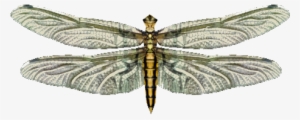 Live Food Dragonfly - Wiki Transparent PNG - 459x459 - Free Download on - Food Transparent PNG Free Download