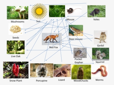 - Sierra Nevada Red Fox Food Web , Png Download - Food Web Of Sierra Nevada, Transparent - Food Transparent PNG Free Download