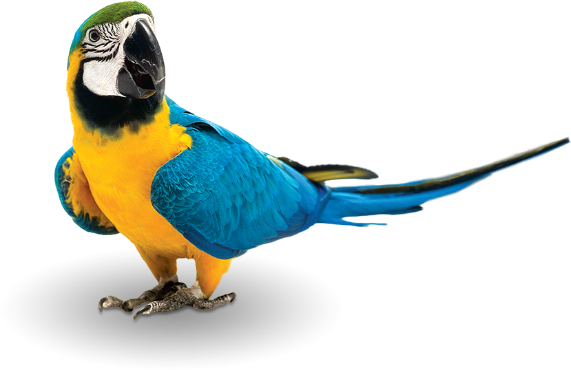 At Zupreem®, We Believe Feeding Pet Birds At Least - Zupreem Fruitblend Flavor Large Parrot Bird Food 35-lb - Free Transparent PNG Clipart Images Download. - Food Transparent PNG Free Download