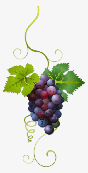 Mis Laminas Para Decoupage - Variedades De Uvas Tintas Transparent PNG - 500x986 - Free Download on - Food Transparent PNG Free Download