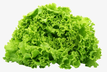 Clip Art Lettuce Png - Food Chain Of A Hedgehog, Transparent - Food Transparent PNG Free Download