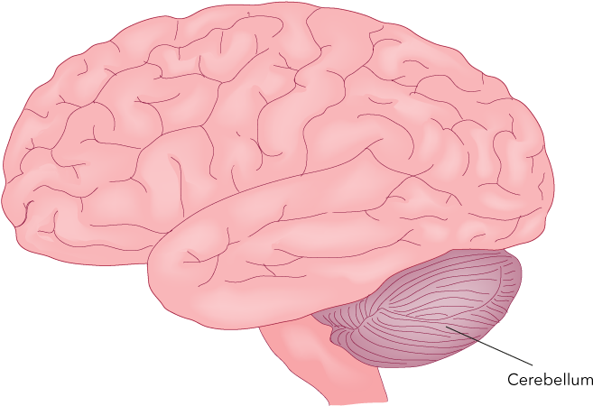 Figure 27 - 24 - Cerebellum - A Major Motor Part Of - Brain (as Food) Transparent PNG - 800x477 - Free Download on - Food Transparent PNG Free Download