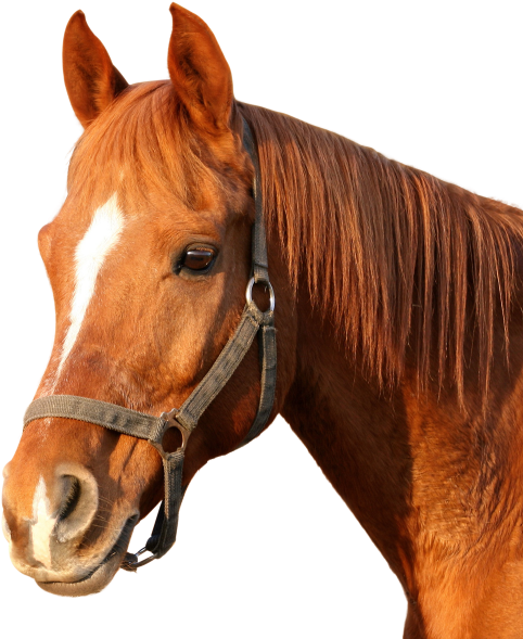 Download Horse Png Image - Horse Png Images Hd Transparent PNG - 500x591 - Free Download on - Horse Transparent PNG Free Download