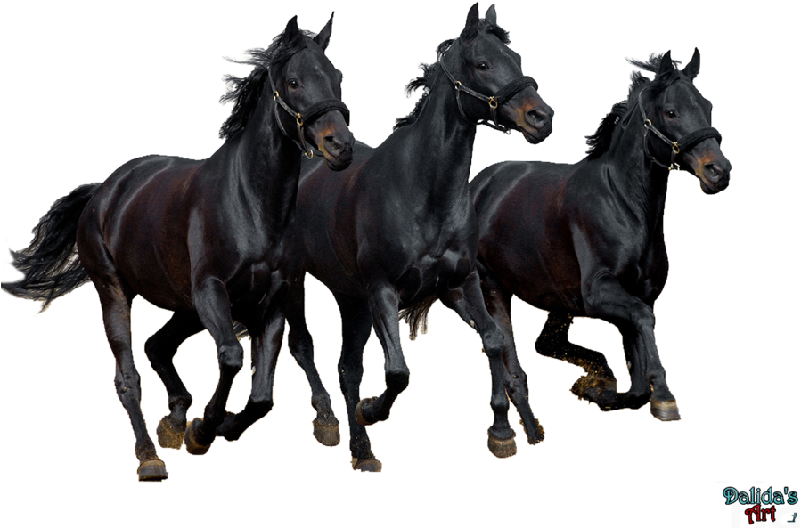 Horse Png Download Image - Png Horse Images Black Transparent PNG - 900x651 - Free Download on - Horse Transparent PNG Free Download