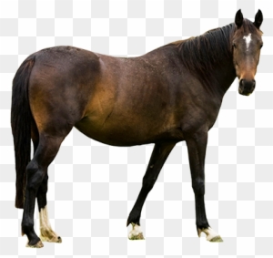 Animal Clip Art - Horse With Transparent Background - Free Transparent PNG Clipart Images Download. - Horse Transparent PNG Free Download