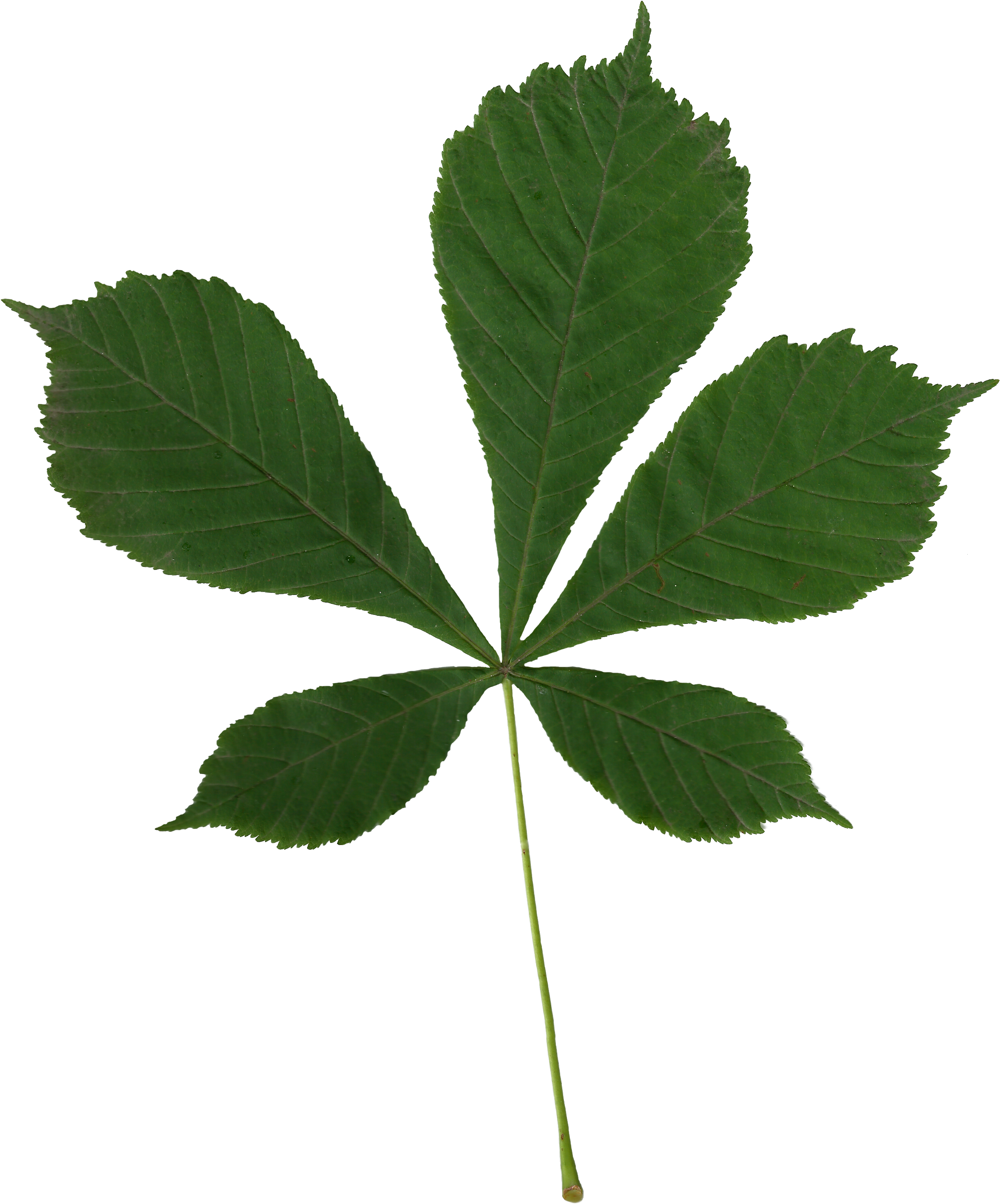 Horse Chestnut Tree Wikipedia Download - European Horse-chestnut - Free Transparent PNG Clipart Images Download. - Horse Transparent PNG Free Download