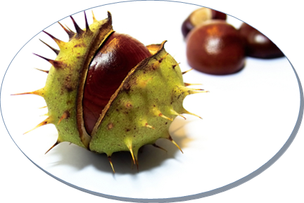 At Kestanesi Ekstrakt - Horse Chestnut - Free Transparent PNG Clipart Images Download. - Horse Transparent PNG Free Download