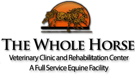 The Whole Horse Veterinary Clinic And Rehabilitation - Lion - Free Transparent PNG Clipart Images Download. - Horse Transparent PNG Free Download