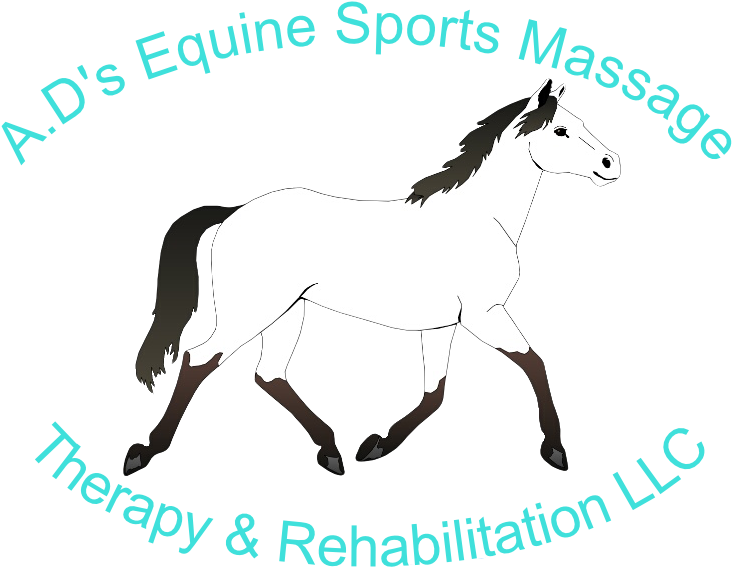 Ad's Equine Sports Massage, Therapy And Rehabilitation, - Mustang Horse Coloring Pages - Free Transparent PNG Clipart Images Download. - Horse Transparent PNG Free Download