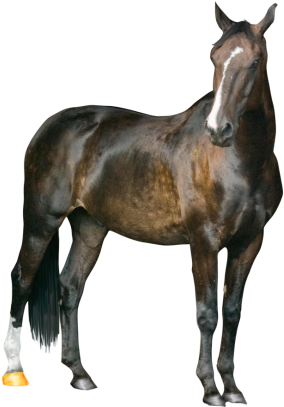 Horse Clipart Transparent Png Images - Horse Png - Free Transparent PNG Clipart Images Download. - Horse Transparent PNG Free Download
