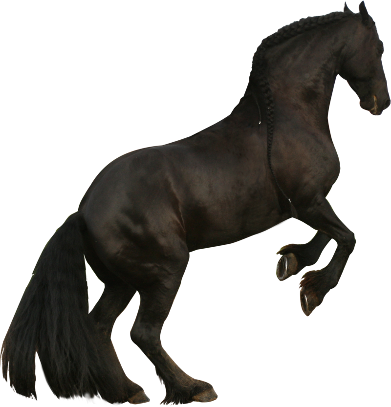 Rearing Horse Png - Black Horse Rearing Png Transparent PNG - 800x833 - Free Download on - Horse Transparent PNG Free Download