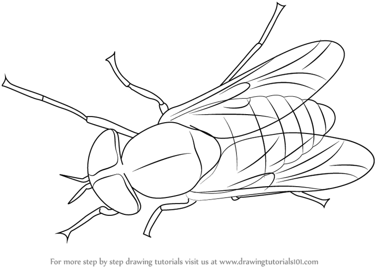 Black Horse Fly Transparent Png - Horse-fly Transparent PNG - 800x563 - Free Download on - Horse Transparent PNG Free Download