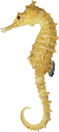 Seahorse Free Download Png - Sea Horse Transparent PNG - 298x464 - Free Download on - Horse Transparent PNG Free Download