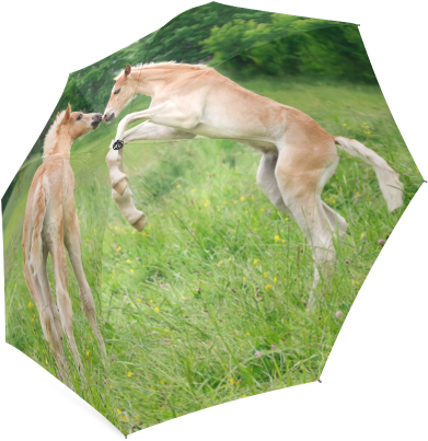 Haflinger Horses Cute Funny Pony Foals Playing Horse - Ac Distrib Sas Haflinger Horse Foal Farm - Free Transparent PNG Clipart Images Download. - Horse Transparent PNG Free Download