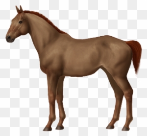 Symphony - Horse - Free Transparent PNG Clipart Images Download. - Horse Transparent PNG Free Download