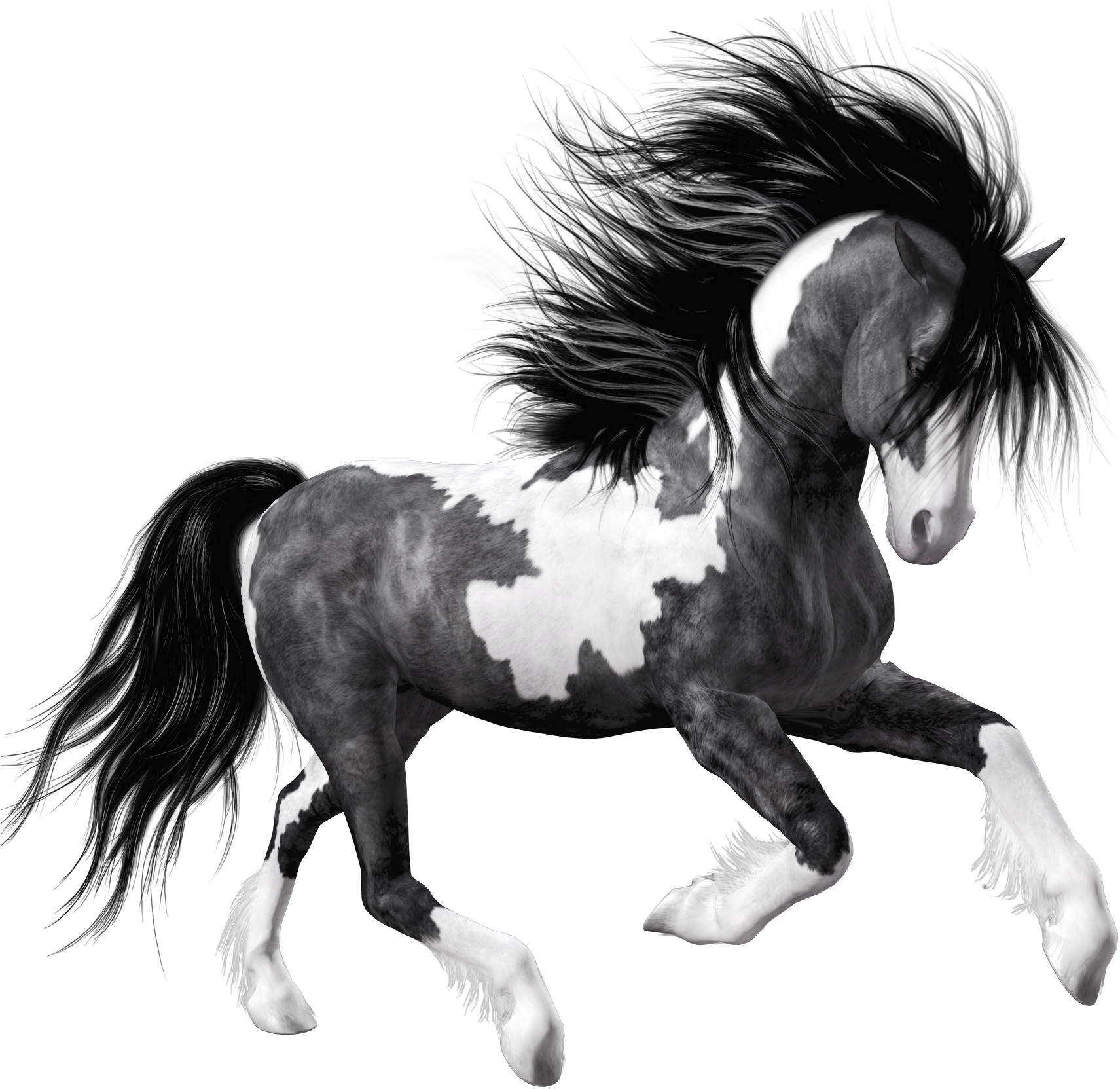 White Black Horse Png Clipart Picture - Black And White Horse Png - Free Transparent PNG Clipart Images Download. - Horse Transparent PNG Free Download