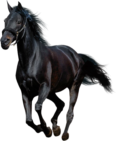 Pin Horse Clipart Transparent Background - Running White Horse Png - Free Transparent PNG Clipart Images Download. - Horse Transparent PNG Free Download
