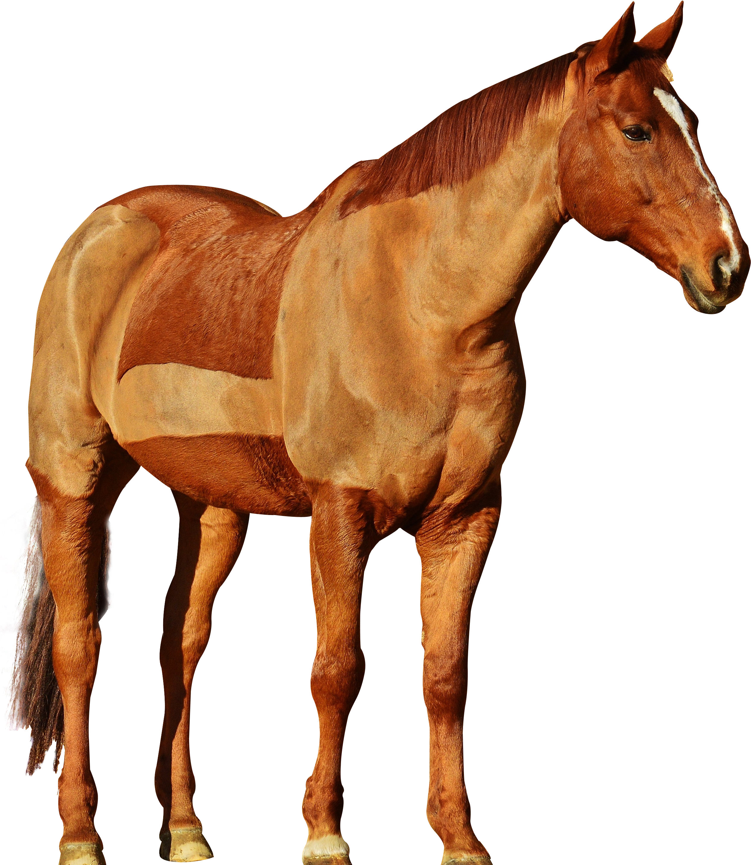 Mane Mustang Stallion Hackney Horse - Png Images Of Horse - Free Transparent PNG Clipart Images Download. - Horse Transparent PNG Free Download
