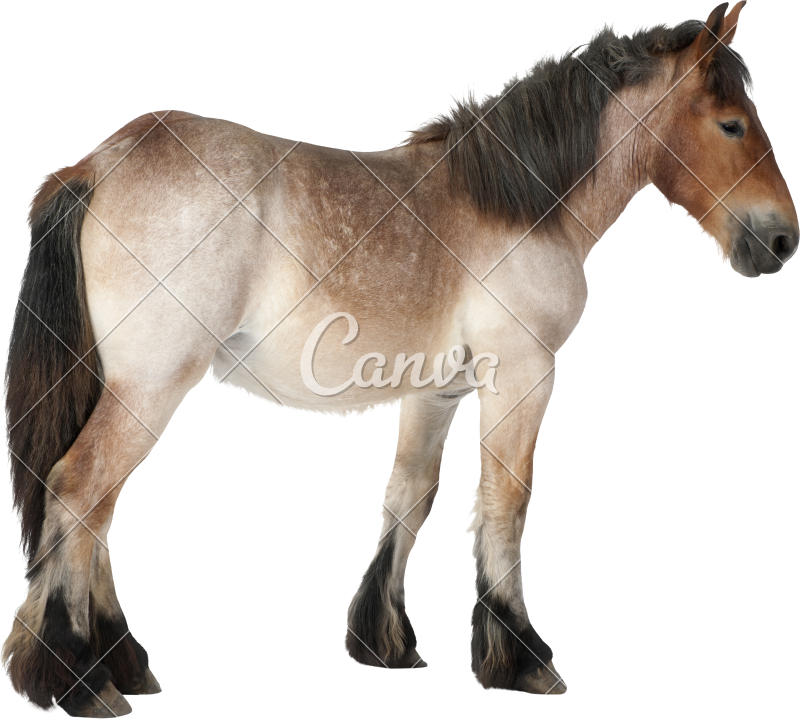 Belgian Heavy Horse Foal, Brabancon, A Draft Horse - All God's Creatures [book] - Free Transparent PNG Clipart Images Download. - Horse Transparent PNG Free Download