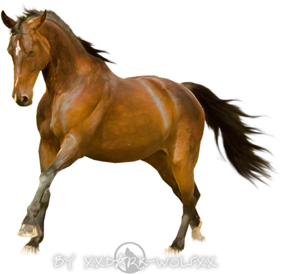 Horse Stock Finish By Dark Wolfs Stock - Mustang Horse White Background - Free Transparent PNG Clipart Images Download. - Horse Transparent PNG Free Download