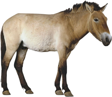Horses Wallpaper Called Przewalki's Horse - Przewalski's Horse - Free Transparent PNG Clipart Images Download. - Horse Transparent PNG Free Download