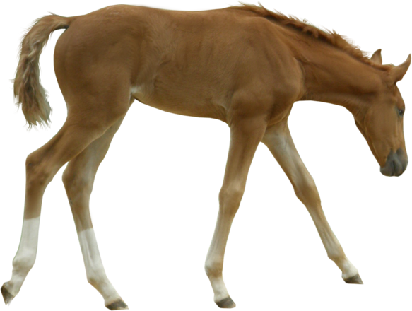 British Horse Breeding Network Foal - Horse Foal Png - Free Transparent PNG Clipart Images Download. - Horse Transparent PNG Free Download