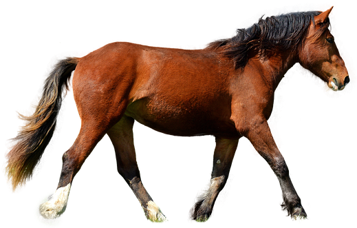 Horse, Isolated, Brown, Animal, Brown Horse, Mane, - Horse - Free Transparent PNG Clipart Images Download. - Horse Transparent PNG Free Download