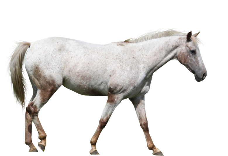 Appaloosa Horse Precut By Emilygita - Appaloosa - Free Transparent PNG Clipart Images Download. - Horse Transparent PNG Free Download