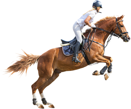 Download Png Image Report - Polo Horse Png - Free Transparent PNG Clipart Images Download. - Horse Transparent PNG Free Download