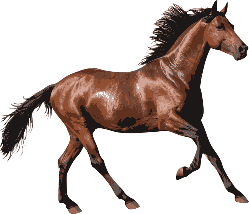 Horse, Race Horse, Animal, Equine, Equestrian, Riding - Horse Transparent - Free Transparent PNG Clipart Images Download. - Horse Transparent PNG Free Download