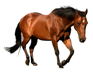 Horse, Cutout, Isolation, Bay, Animal, Equestrian - Digital Art - Free Transparent PNG Clipart Images Download. - Horse Transparent PNG Free Download