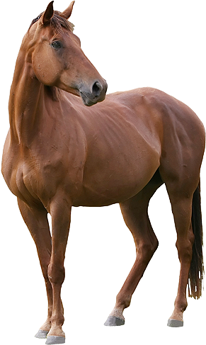 Horse Big Img1 - Horse Png Images Hd - Free Transparent PNG Clipart Images Download. - Horse Transparent PNG Free Download