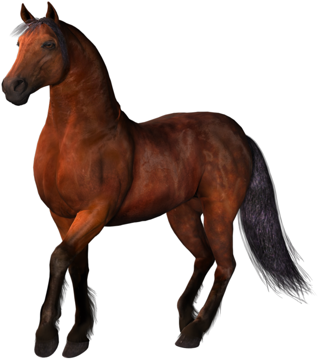 Horse 01 By Darklingstock - Brown Horses Png - Free Transparent PNG Clipart Images Download. - Horse Transparent PNG Free Download