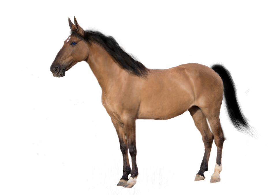 Premade-precut Horse By Kentuckyhorseluv - Arabian Breyer Horses - Free Transparent PNG Clipart Images Download. - Horse Transparent PNG Free Download