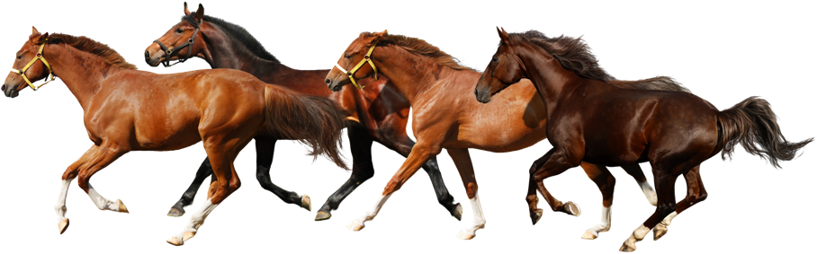Horse Png - Horses Png Transparent - Free Transparent PNG Clipart Images Download. - Horse Transparent PNG Free Download