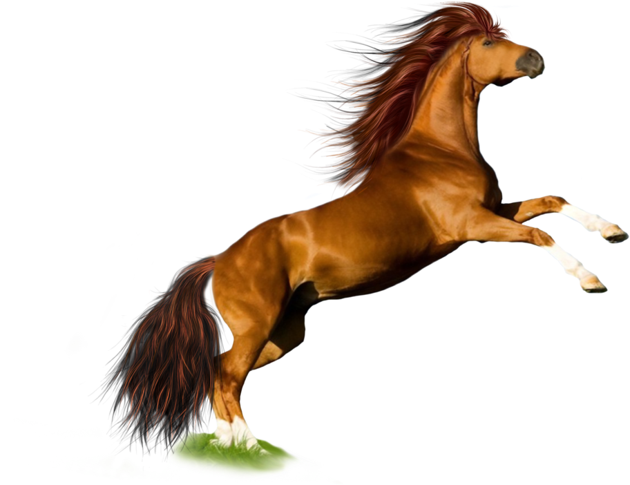 Png Horse 1 By Moonglowlilly - Horse Transparent - Free Transparent PNG Clipart Images Download. - Horse Transparent PNG Free Download