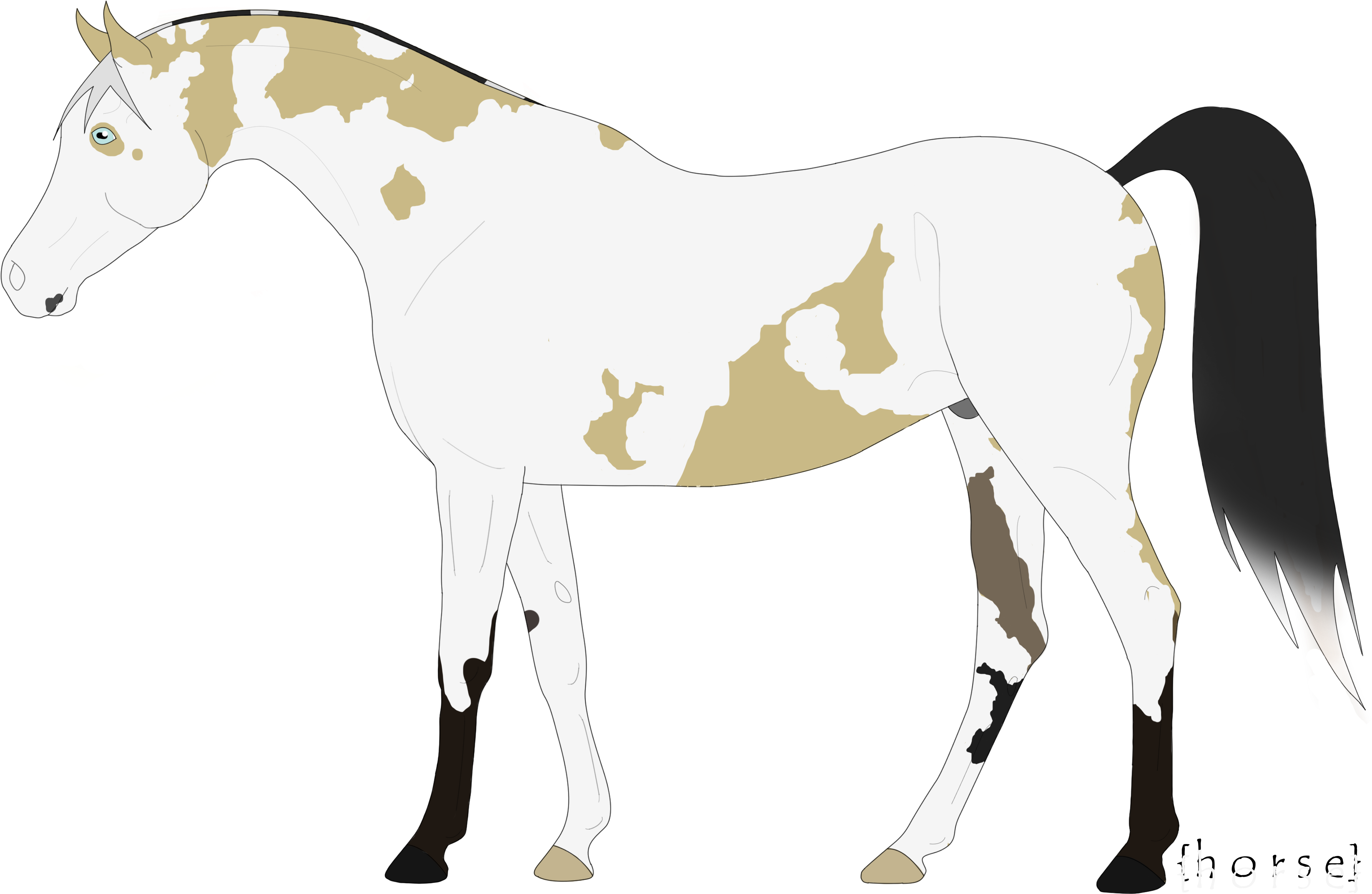 X Thanks For The Opportunity The Song I Used In My - Foal - Free Transparent PNG Clipart Images Download. - Horse Transparent PNG Free Download