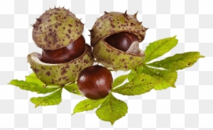 Horse Chestnuts And Leaves Png - Chestnut - Free Transparent PNG Clipart Images Download. - Horse Transparent PNG Free Download