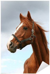 Vinilo Pixerstick Cabeza De Caballo De Pura Sangre - Thoroughbred Horse Headshot - Free Transparent PNG Clipart Images Download. - Horse Transparent PNG Free Download