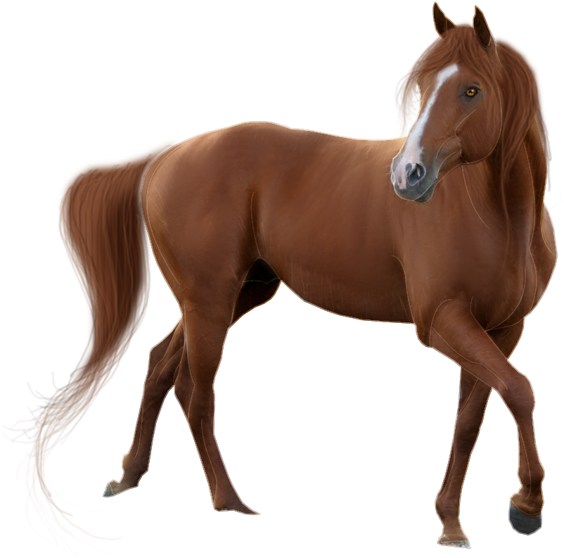 Horse Png Images Transparent Free Download - Horse Transparent Background - Free Transparent PNG Clipart Images Download. - Horse Transparent PNG Free Download