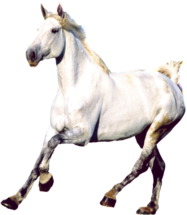 Png De Estetica Caballo Real - Mustang Horse Transparent PNG - 1024x1024 - Free Download on - Horse Transparent PNG Free Download
