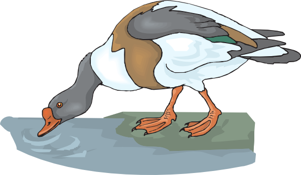 Horse Clipart Drinking Water - Animal Drink Water Clipart - Free Transparent PNG Clipart Images Download. - Horse Transparent PNG Free Download