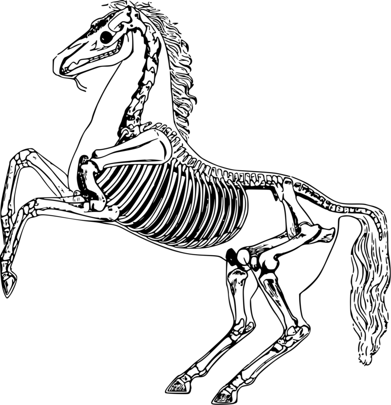 Free Skeleton Clipart Black And White Images Free Download - Horse Skeleton Drawing - Free Transparent PNG Clipart Images Download. - Horse Transparent PNG Free Download